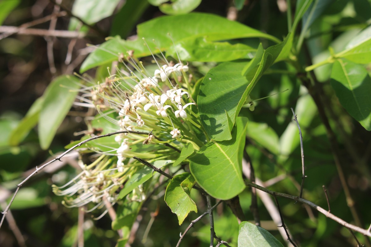 Pavetta indica L.